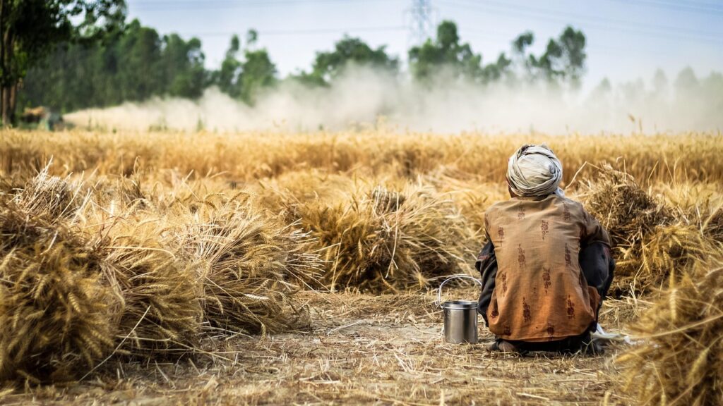 farmer, wheat, crop, agriculture, field, nature, harvest, farm, plant, farming, rural, farmland, worker, man, food, agricultural, work, organic, cereal, countryside, land, person, grain, ripe, country, outdoors, summer, industry, grow, male, autumn, golden, bread, people, cultivated, seed, farmer, farmer, farmer, farmer, farmer