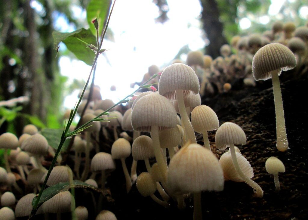 mashrooms, nature, plant, natural, forest, green, rain, growth, mashrooms, mashrooms, mashrooms, mashrooms, mashrooms